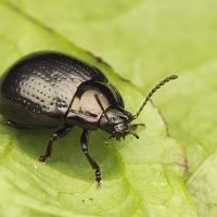Beetle - Chrysolina oricalcia. 
